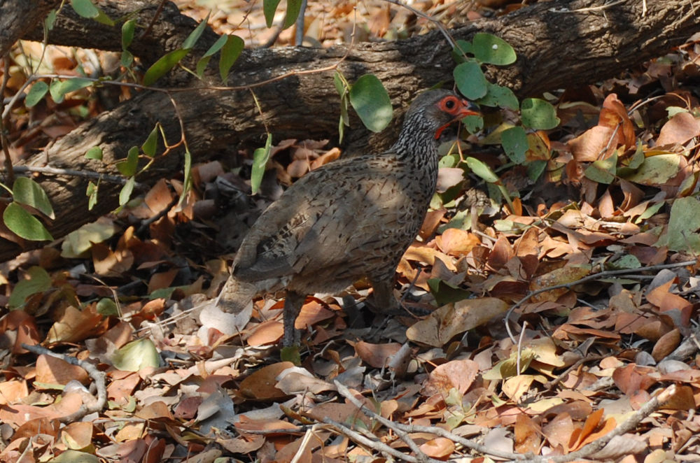 dal Sud Africa: Francolinus swainsonii